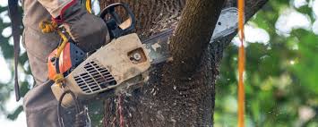 Best Lawn Pest Prevention  in Ashburn, VA
