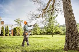 Best Tree Risk Assessment  in Ashburn, VA