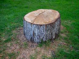 Best Tree Removal  in Ashburn, VA