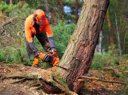 Trusted Ashburn, VA Tree Services Experts
