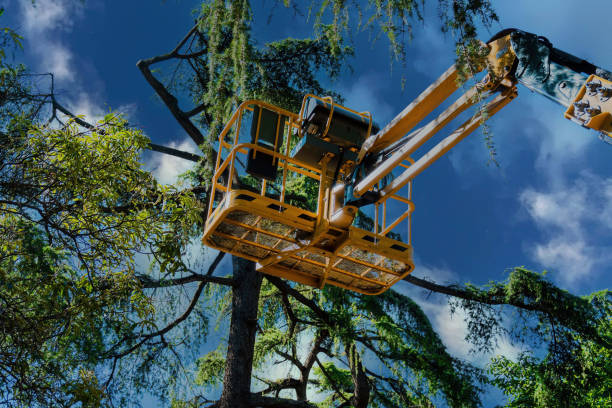 Best Hazardous Tree Removal  in Ashburn, VA