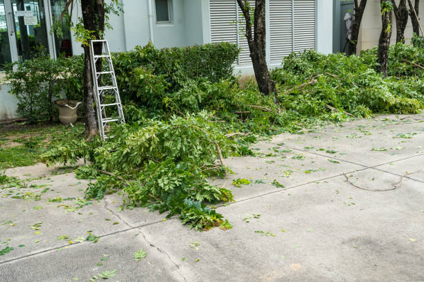 Best Lawn Maintenance Plans  in Ashburn, VA