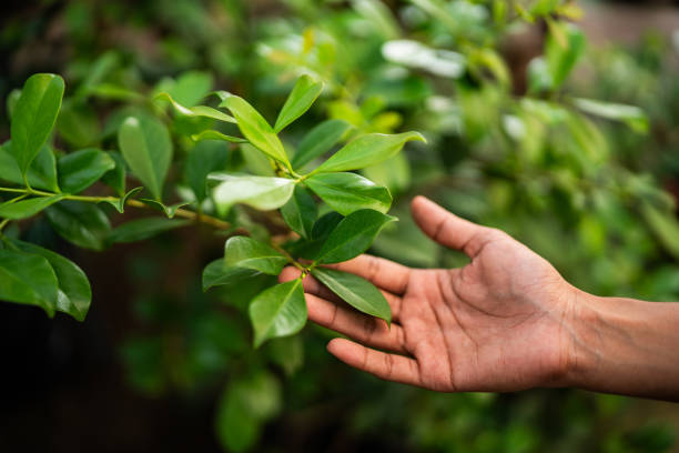 Best Commercial Tree Services  in Ashburn, VA