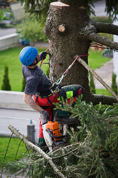 Best Arborist Consultation Services  in Ashburn, VA