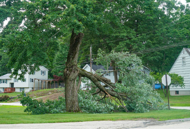Best Emergency Tree Removal  in Ashburn, VA