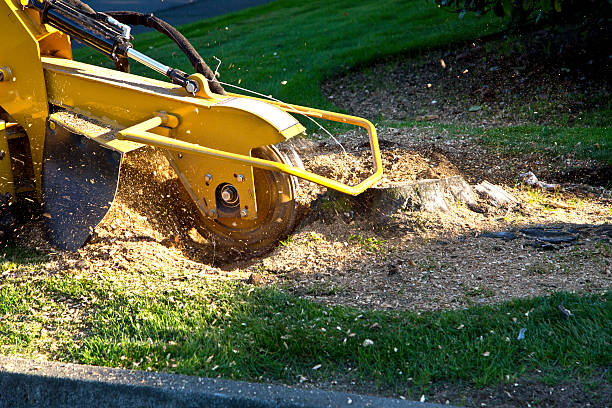 Best Tree Health Inspection  in Ashburn, VA