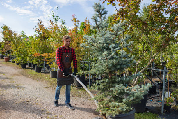Best Tree Preservation Services  in Ashburn, VA
