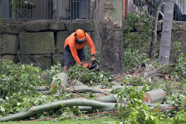 How Our Tree Care Process Works  in  Ashburn, VA