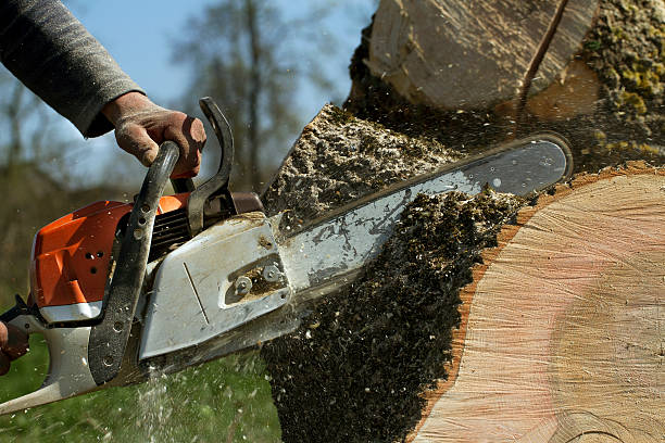Best Seasonal Cleanup (Spring/Fall)  in Ashburn, VA